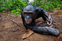 Bonobo (Pan paniscus) female 'Nioki' holding some leaves peering with curiosity, Lola Ya Bonobo Sanctuary, Democratic Republic of Congo. October.