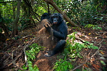 Bonobo (Pan paniscus) adolescent female 'Mwanda' sitting on the forest floor playing with soil, Lola Ya Bonobo Sanctuary, Democratic Republic of Congo. October.