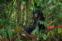 Bonobo (Pan paniscus) adolescent female 'Mwanda' hanging from a branch in tree, Lola Ya Bonobo Sanctuary, Democratic Republic of Congo. October.