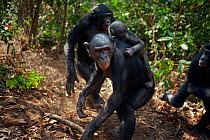 Bonobo (Pan paniscus) mature male 'Tembo' chasing an adolescent while a female 'Nioki' with her baby 'Bomango' watches, Lola Ya Bonobo Sanctuary, Democratic Republic of Congo. October.