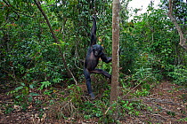 Bonobo (Pan paniscus) adolescent male swinging down from a tree, Lola Ya Bonobo Sanctuary, Democratic Republic of Congo. October.