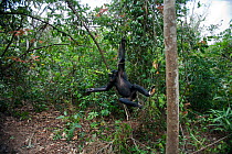 Bonobo (Pan paniscus) adolescent male reaching out from a tree, Lola Ya Bonobo Sanctuary, Democratic Republic of Congo. October.
