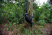 Bonobo (Pan paniscus) adolescent male coming down from tree, Lola Ya Bonobo Sanctuary, Democratic Republic of Congo. October.