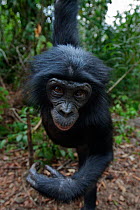 Bonobo (Pan paniscus) adolescent male reaching out from a tree, portrait, Lola Ya Bonobo Sanctuary, Democratic Republic of Congo. October.
