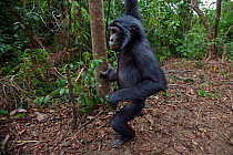 Bonobo (Pan paniscus) adolescent male coming down a tree, walking off, Lola Ya Bonobo Sanctuary, Democratic Republic of Congo. October.