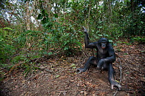 Bonobo (Pan paniscus) mature male 'Tembo' sitting on the forest floor, Lola Ya Bonobo Sanctuary, Democratic Republic of Congo. October.