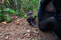 Bonobo (Pan paniscus) male baby 'Bomango' aged 10 months playing behind his mother, Lola Ya Bonobo Sanctuary, Democratic Republic of Congo. October.