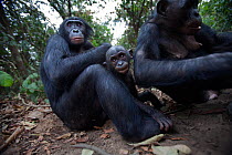 Bonobo (Pan paniscus) male 'Tembo', female 'Nioki' and her male baby 'Bomango' sitting together, Lola Ya Bonobo Sanctuary, Democratic Republic of Congo. October.