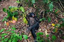 Bonobo (Pan paniscus) looking down on mature male 'Tembo' lying down, Lola Ya Bonobo Sanctuary, Democratic Republic of Congo. October.