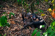 Bonobo (Pan paniscus) mature male 'Tembo' playing with a male baby 'Bomango' aged 10 months, Lola Ya Bonobo Sanctuary, Democratic Republic of Congo. October.
