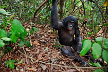 Bonobo (Pan paniscus) mature male 'Tembo' holding a branch for support, Lola Ya Bonobo Sanctuary, Democratic Republic of Congo. October.