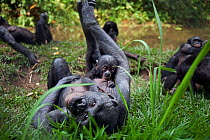 Bonobo (Pan paniscus) female lying on her back clutching with her 3 month baby suckling, Lola Ya Bonobo Sanctuary, Democratic Republic of Congo. October.
