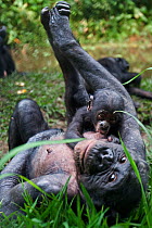 Bonobo (Pan paniscus) female lying on her back with her 3 month baby suckling,  (Pan paniscus). Lola Ya Bonobo Sanctuary, Democratic Republic of Congo. October.