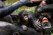 Bonobo (Pan paniscus) group of adults and baby playing, Lola Ya Bonobo Sanctuary, Democratic Republic of Congo. October.