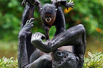 Bonobo (Pan paniscus) female baby aged 3 months playing with her mother, Lola Ya Bonobo Sanctuary, Democratic Republic of Congo. October.