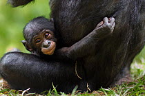 Bonobo (Pan paniscus) female baby aged 3 months sitting with her mother (Pan paniscus). Lola Ya Bonobo Sanctuary, Democratic Republic of Congo. October.