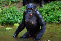 Bonobo (Pan paniscus) female 'Opala' wading through water, Lola Ya Bonobo Sanctuary, Democratic Republic of Congo. October.