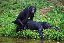 Bonobos (Pan paniscus) mating pair, Lola Ya Bonobo Sanctuary, Democratic Republic of Congo. October.