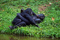 Bonobos (Pan paniscus) mating pair, Lola Ya Bonobo Sanctuary, Democratic Republic of Congo. October.