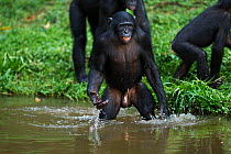 Bonobo (Pan paniscus) adolescent male wading through water, Lola Ya Bonobo Sanctuary, Democratic Republic of Congo. October.