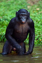 Bonobo (Pan paniscus) adolescent male wading through water, Lola Ya Bonobo Sanctuary, Democratic Republic of Congo. October.
