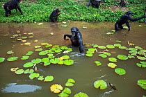 Bonobo (Pan paniscus) group foraging in a lake amongst water lilies,  Lola Ya Bonobo Sanctuary, Democratic Republic of Congo. October.