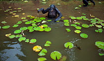 Bonobo (Pan paniscus) foraging in a lake amongst water lilies, Lola Ya Bonobo Sanctuary, Democratic Republic of Congo. October.