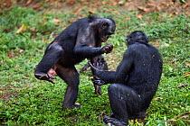Bonobo (Pan paniscus) two females play fighting, Lola Ya Bonobo Sanctuary, Democratic Republic of Congo. October.