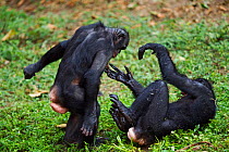 Bonobo (Pan paniscus) two females play fighting, Lola Ya Bonobo Sanctuary, Democratic Republic of Congo. October.