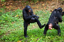Bonobo (Pan paniscus) two females play fighting,  Lola Ya Bonobo Sanctuary, Democratic Republic of Congo. October.