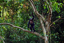 Bonobo (Pan paniscus) adolescent female standing in tree, reaching up, Lola Ya Bonobo Sanctuary, Democratic Republic of Congo. October.