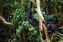 Bonobo (Pan paniscus) two females swinging in the trees, Lola Ya Bonobo Sanctuary, Democratic Republic of Congo. October.