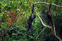 Bonobo (Pan paniscus) two females swinging in the trees, Lola Ya Bonobo Sanctuary, Democratic Republic of Congo. October.