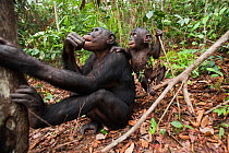 Bonobo (Pan paniscus) female 'Nioki' and her male baby 'Bomango' aged 10 months looking up at something that has caught their eye, Lola Ya Bonobo Sanctuary, Democratic Republic of Congo. October.