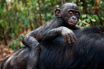 Bonobo (Pan paniscus) male baby 'Bomango' aged 10 months riding on his mother's back, Lola Ya Bonobo Sanctuary, Democratic Republic of Congo. October.