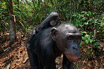 Bonobo (Pan paniscus) female 'Nioki' carrying her male baby 'Bomango' aged 10 months on her back, Lola Ya Bonobo Sanctuary, Democratic Republic of Congo. October.
