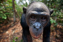 Bonobo (Pan paniscus) female 'Nioki' portrait, Lola Ya Bonobo Sanctuary, Democratic Republic of Congo. October.