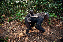 Bonobo (Pan paniscus) female 'Nioki' carrying her male baby 'Bomango' aged 10 months on her back, Lola Ya Bonobo Sanctuary, Democratic Republic of Congo. October.