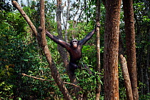 Bonobo (Pan paniscus) young male 'Api' hanging between trees, Lola Ya Bonobo Sanctuary, Democratic Republic of Congo. October.