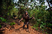 Bonobo (Pan paniscus) young male 'Api' aged 13 years displaying, Lola Ya Bonobo Sanctuary, Democratic Republic of Congo. October.