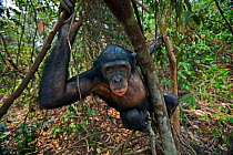 Bonobo (Pan paniscus) young male 'Api' aged 13 years peering with curiosity, Lola Ya Bonobo Sanctuary, Democratic Republic of Congo. October.