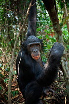Bonobo (Pan paniscus) young male 'Api' sitting, Lola Ya Bonobo Sanctuary, Democratic Republic of Congo. October.