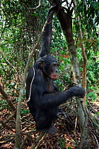 Bonobo (Pan paniscus) young male 'Api' sitting under a tree, Lola Ya Bonobo Sanctuary, Democratic Republic of Congo. October.