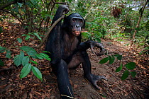 Bonobo (Pan paniscus) young male 'Api' aged 13 years sitting portrait, Lola Ya Bonobo Sanctuary, Democratic Republic of Congo. October.