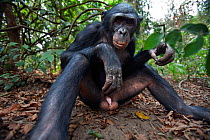 Bonobo (Pan paniscus) young male 'Api' aged 13 years sitting portrait, Lola Ya Bonobo Sanctuary, Democratic Republic of Congo. October.