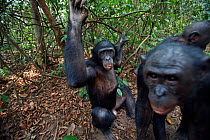 Bonobo (Pan paniscus) young male 'Api' watches as female 'Nioki' carrying her baby 'Bomango' aged 10 months passes. Lola Ya Bonobo Sanctuary, Democratic Republic of Congo. October.