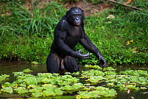 Bonobo (Pan paniscus) male 'Kikwit' wading through water, Lola Ya Bonobo Sanctuary, Democratic Republic of Congo. October.