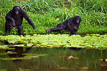 Bonobo (Pan paniscus) two males resting on the bank of a lake, Lola Ya Bonobo Sanctuary, Democratic Republic of Congo. October.