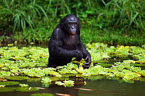 Bonobo (Pan paniscus) male 'Kikwit' wading through lake amongst water lettuce plants, Lola Ya Bonobo Sanctuary, Democratic Republic of Congo. October.