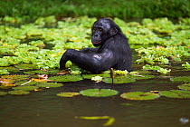 Bonobo (Pan paniscus) male 'Kikwit' wading through deep water amongst water lettuce plants, Lola Ya Bonobo Sanctuary, Democratic Republic of Congo. October.